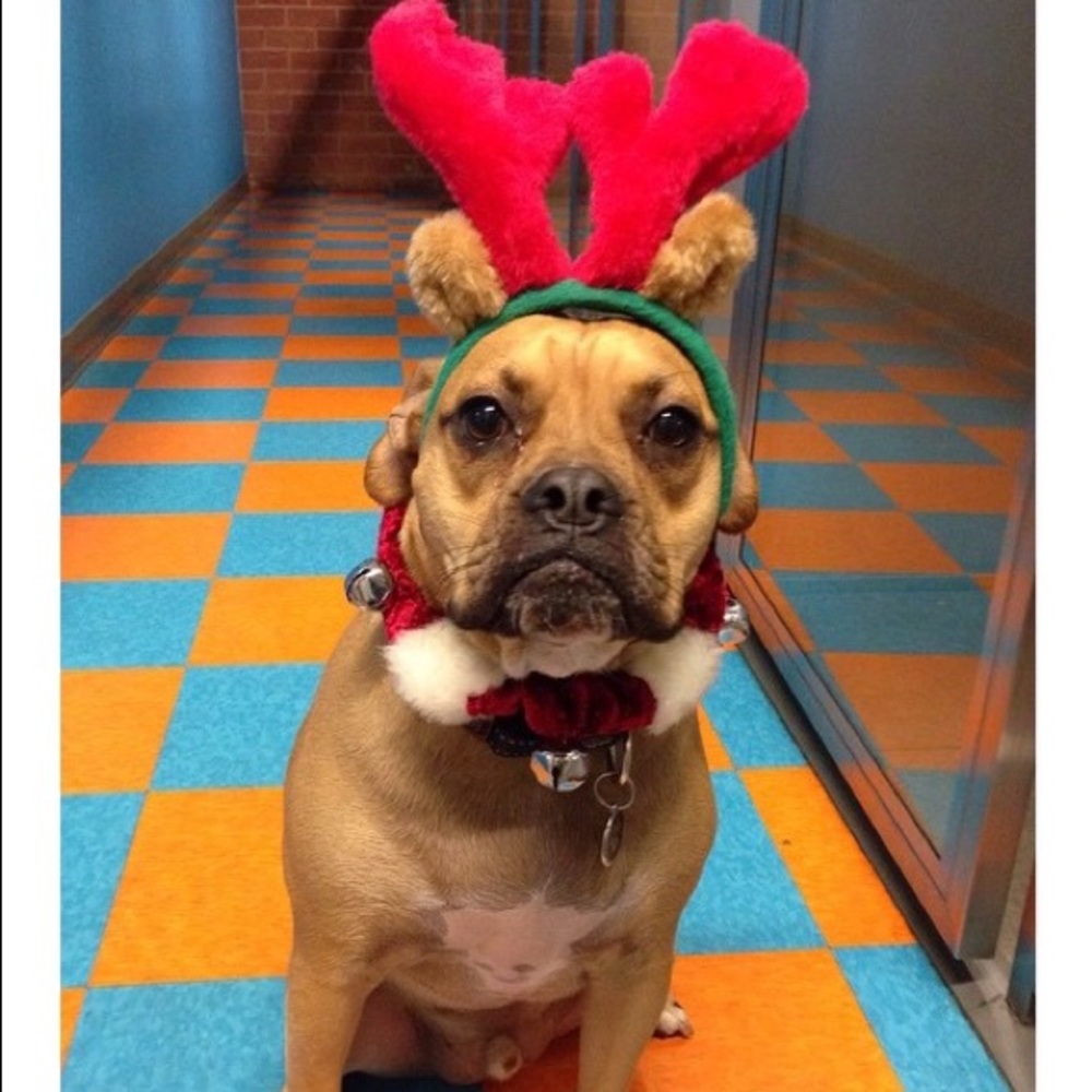 Meet your Posher, Missy