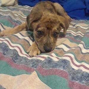 Meet your Posher, Antoinette