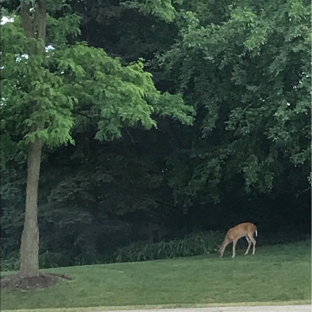 Meet your Posher, Lindsey