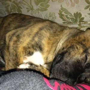 Meet your Posher, Brock