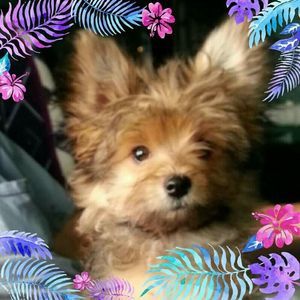 Meet your Posher, Nan