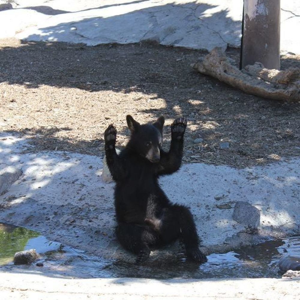 Meet your Posher, Alma