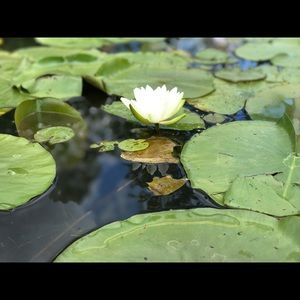 Meet your Posher, Halle