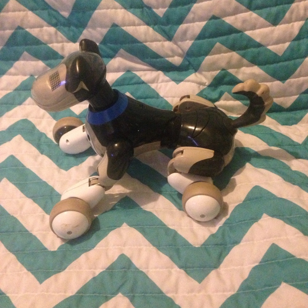 Shadow the zoomed dog