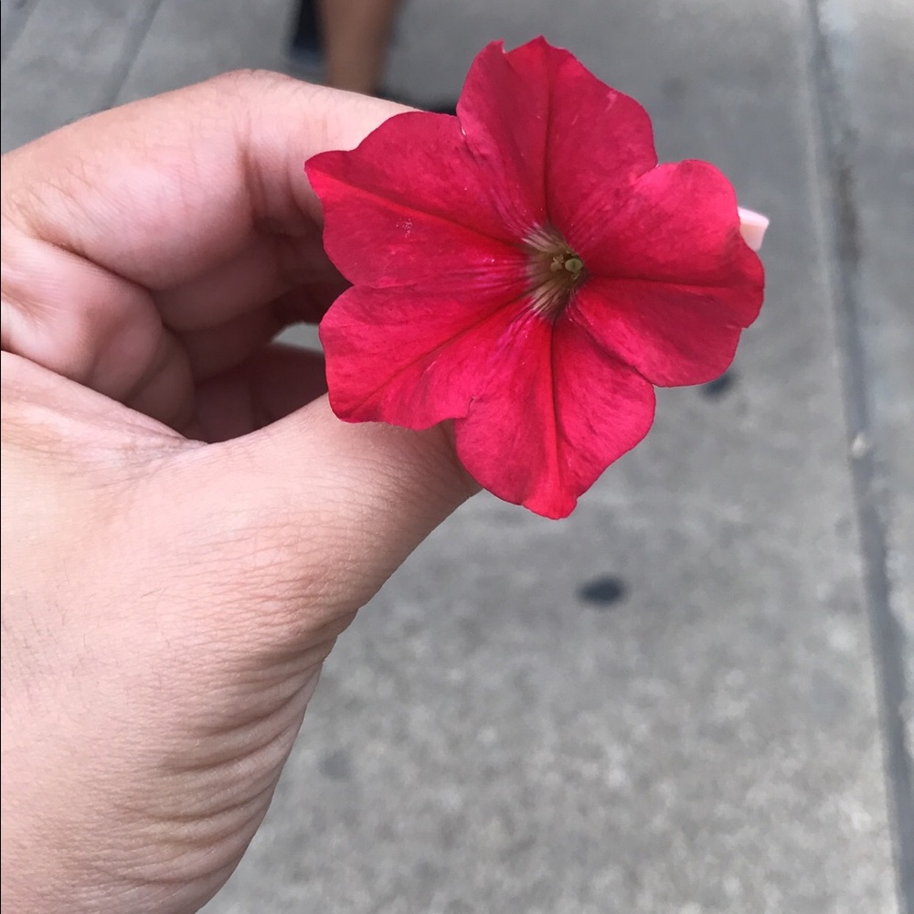 Meet your Posher, Jessica