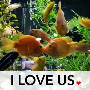 Meet your Posher, Sandy