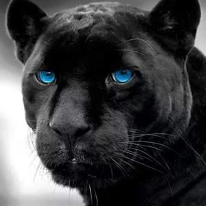 Meet your Posher, Frank