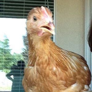 Meet your Posher, Kayla