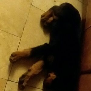 Meet your Posher, Elmer