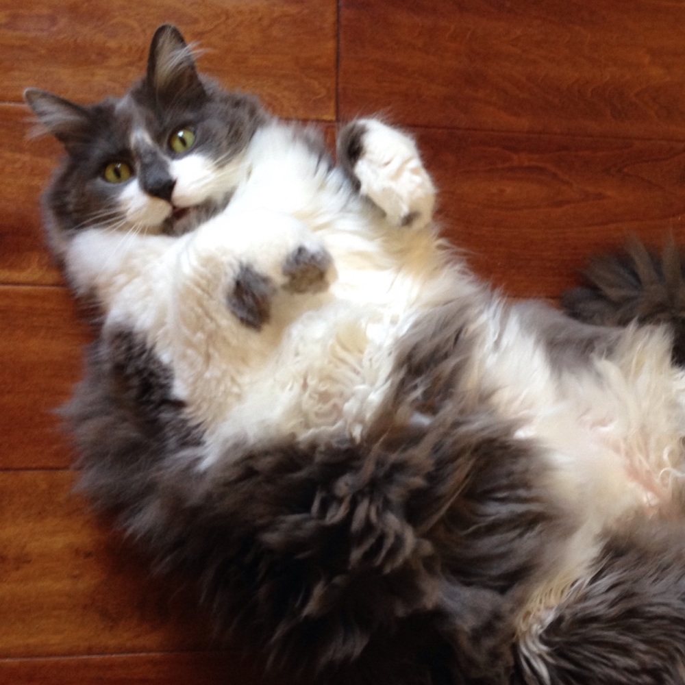 Meet your Posher, Cat