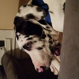 Meet your Posher, Tony