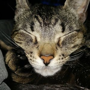 Meet your Posher, Amy