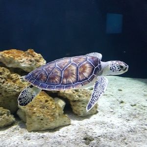 Meet your Posher, Cori