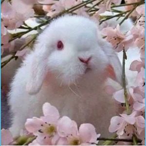 Meet your Posher, Rosie