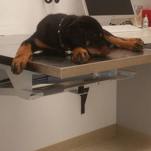 Meet your Posher, Jack