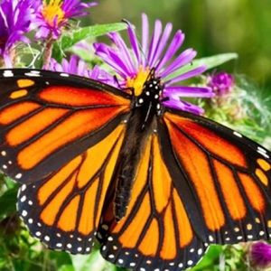 Meet your Posher, Lynn