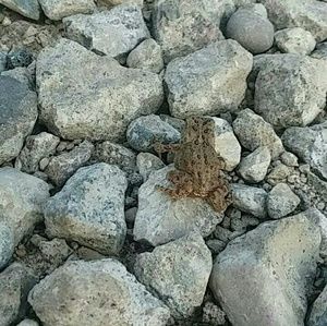 Meet your Posher, Bella