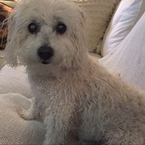 Meet your Posher, Shelby