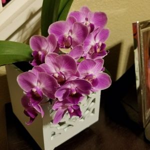 Meet your Posher, Delia