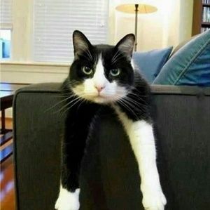 Meet your Posher, Bonny