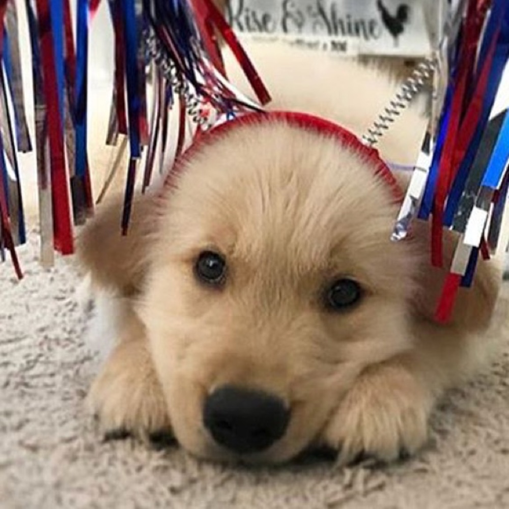 Meet your Posher, Lexi