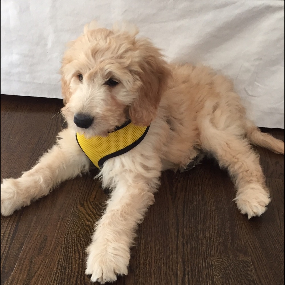 Meet your Posher, Layla