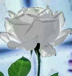 Meet your Posher, Rubis