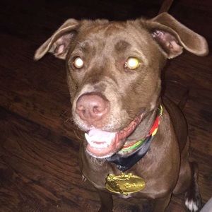 Meet your Posher, Jake