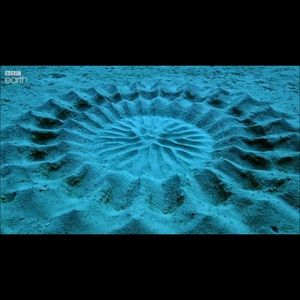 Meet your Posher, Alenie