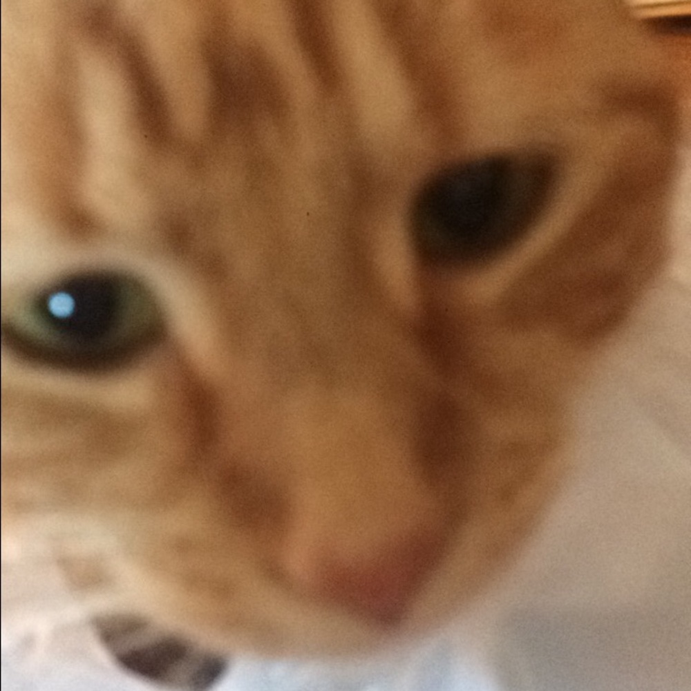 Meet your Posher, Ashley