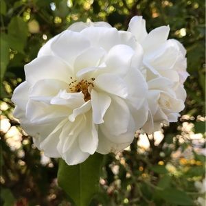 Meet your Posher, Moriah