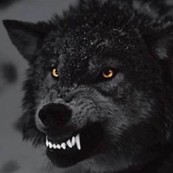 Meet your Posher, Mackenzie - Picture 1 of 1