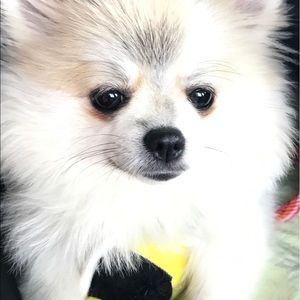 Meet your Posher, Kara