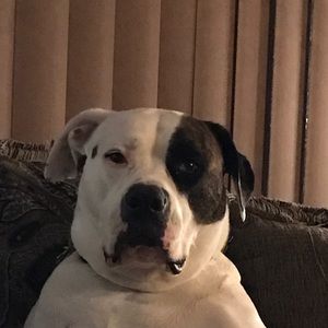 Meet your Posher, Joe