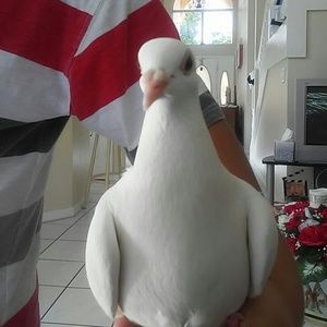 Meet your Posher, Maria