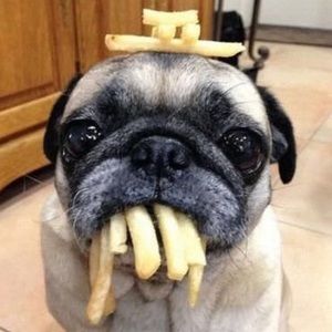 Meet your Posher, Hayden