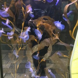 Meet your Posher, Ladybug