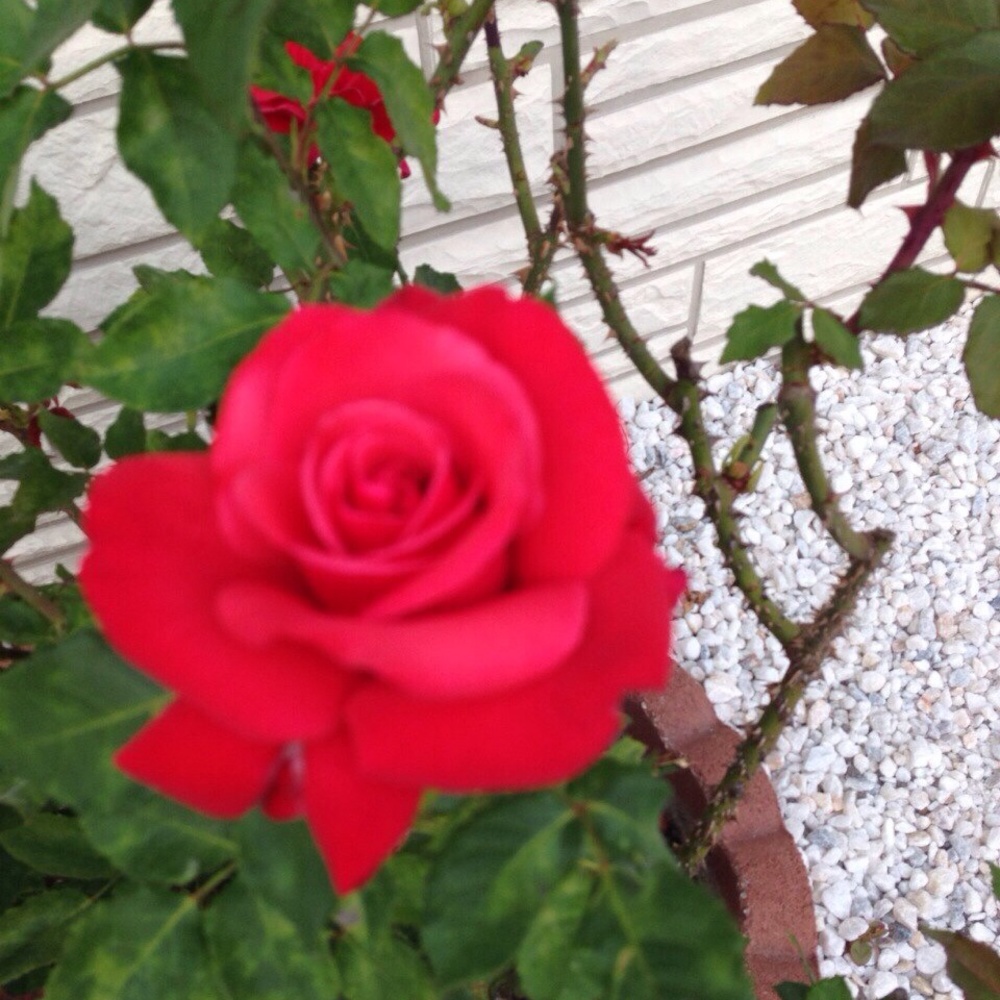 Meet your Posher, Rox