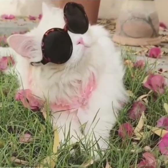 Meet your Posher, Toya - Picture 1 of 1