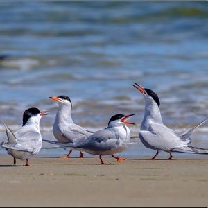 Meet your Posher, Attila