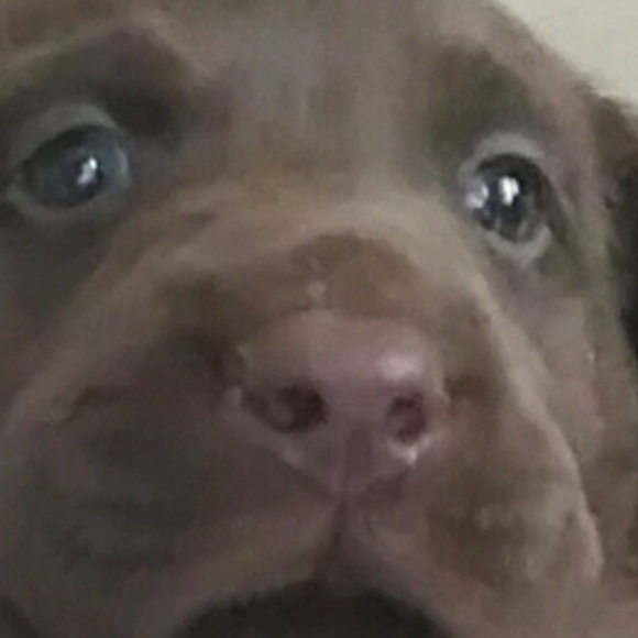 Meet your Posher, Gideon - Picture 1 of 1