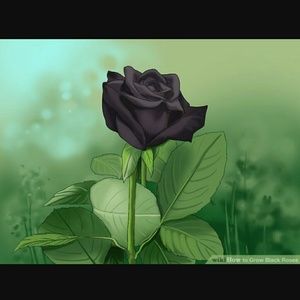 Meet your Posher, Daisy