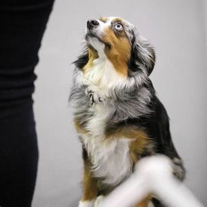 Meet your Posher, Blair