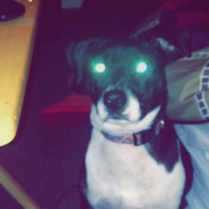 Meet your Posher, Justin