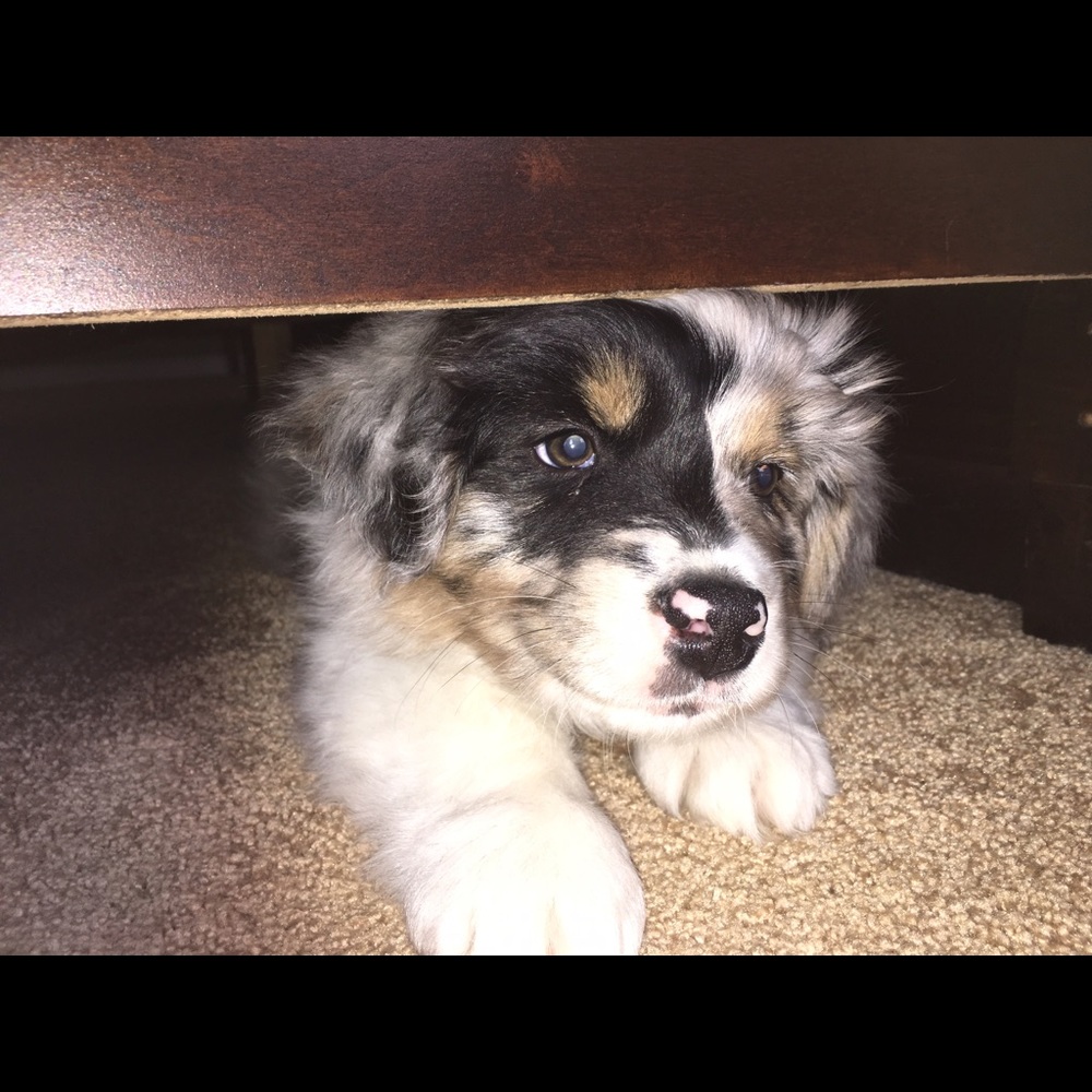 Meet your Posher, Danielle