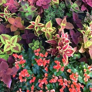 Meet your Posher, Indy