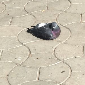 Meet your Posher, Sasha