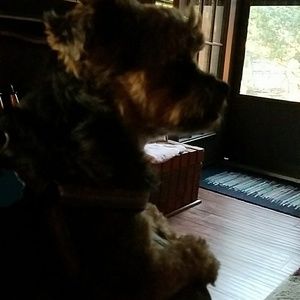 Meet your Posher, Dixie