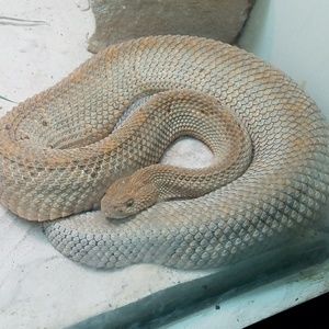 Meet your Posher, Kofi