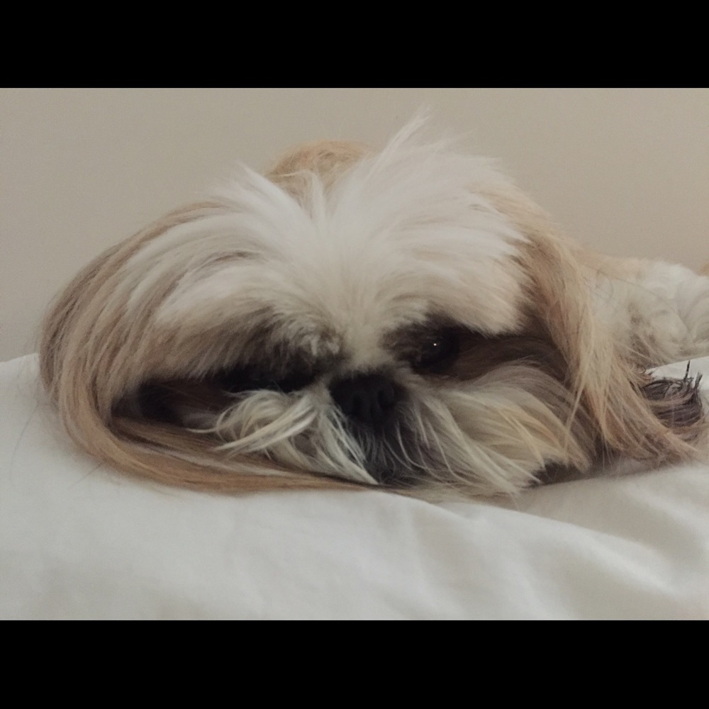 Meet your Posher, Rose